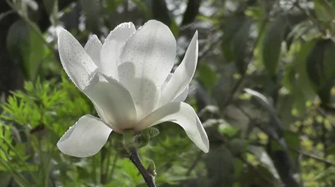 Superb Close up of Rain Soaked White Magnolia flower in spring Sunshine Stock-Footage 50307199