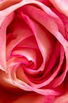 A superb close up of a rose Stock Photos
