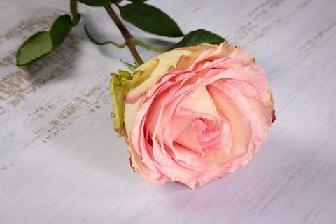 A superb close up of a rose Foto stock