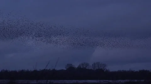 Superb flock of birds flying in the evening light England UK 4K Stock Footage 147841384
