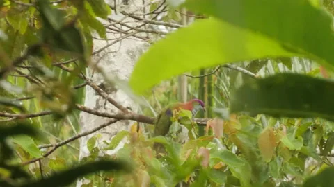 Superb Fruit Dove In Tree Stock Footage 195220448