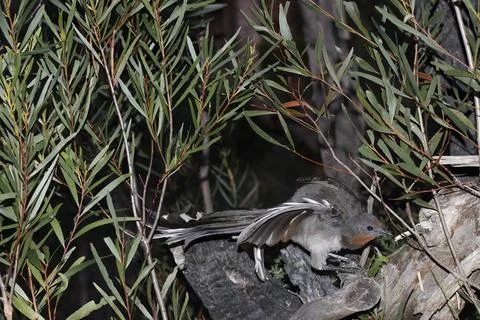 Superb lyrebird jumping. 库存照片