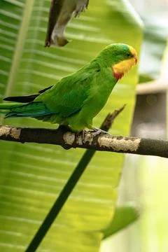 Superb Parrot on a branch, with a large leaf in background Stock Photos