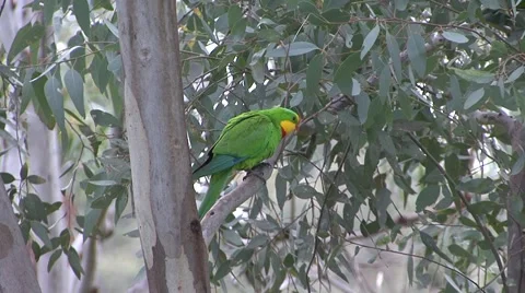 Superb Parrot male sit in tree and fly away Stock Footage 57235955