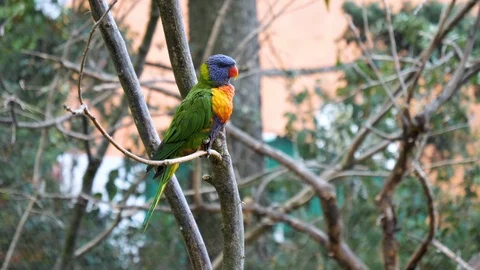 Superb parrot sitting on a brunch of a tree. Stock Footage 124917790