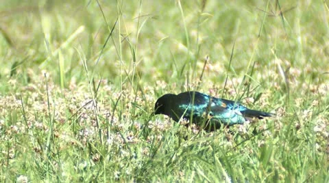 Superb starling 1 Vídeos de archivo 22245694