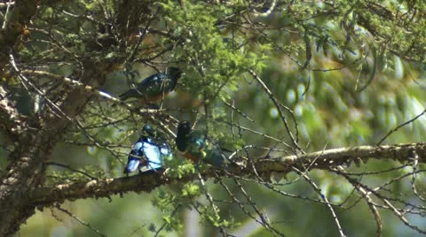 Superb starling 2 Vídeos de archivo 22246027