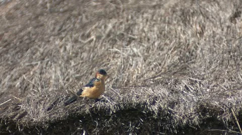 Superb starling 3 Stock Footage 22245811