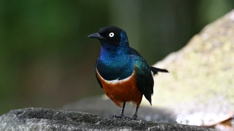 Superb Starling 4K Stock Footage 227161720