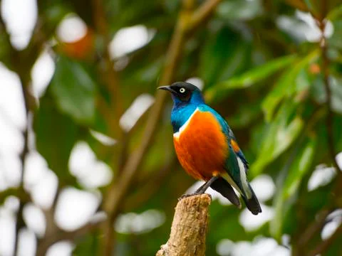 Superb starling bird Stock Photos