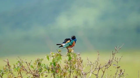 Superb Starling Close-up Stock Footage 327033975