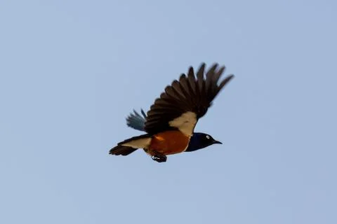 Superb Starling during flight Stock Photos