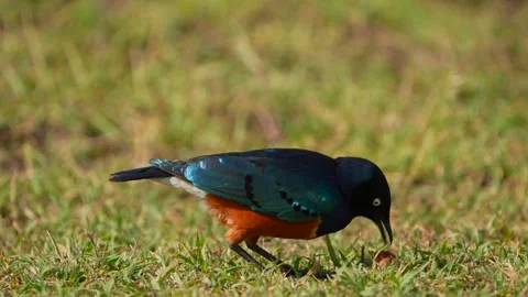Superb Starling Feeding on Bread Across the Grasslands of Maasai Mara National Stock Footage 342236000