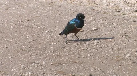 Superb Starling Stock Footage 11136768