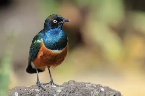 Superb starling Lamprotornis superbus perched Stock Photos