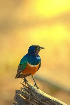 Superb Starling perched on a tree during sunset Stock Photos