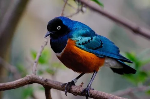 Superb starling Stock Photos