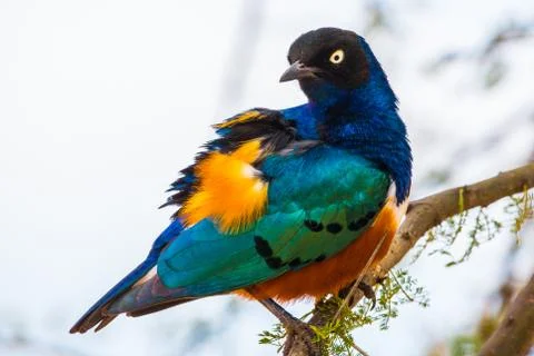 Superb starling Stock Photos