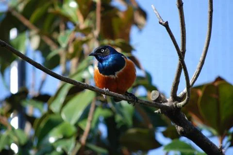 Superb starling Stock Photos