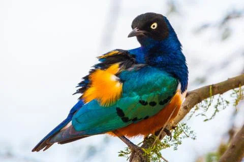Superb Starling Stock Photos