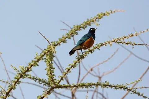 Superb Starling Фото