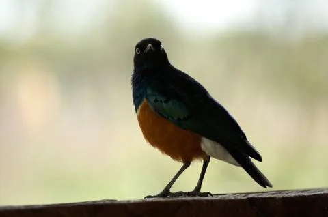 A Superb starling Stock Photos