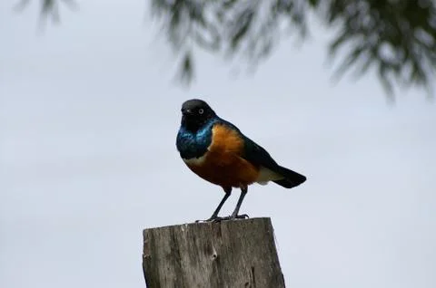 A Superb starling Foto stock