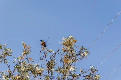 Superb Starling in the savannah Stock Photos