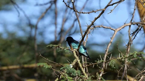 Superb Starling on Tree Branch | 4K Colorful African Bird Footage 스톡 동영상 312201941