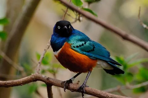 Superb starling in tree Stock Photos