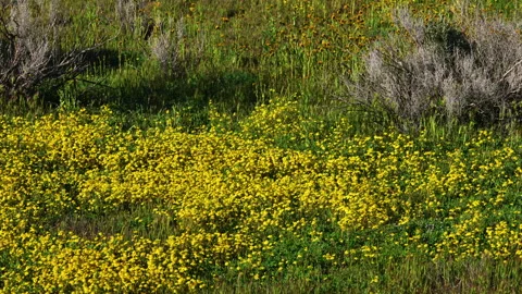Superbloom at Soda Lake.  Stock Footage 265545202
