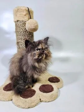 SuperCat Stock Photos