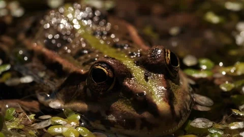 Supercloseup of frog in swamp Stock Footage 136295194