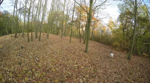 Superfast small dog running in front of biker in autumn forrest Video stock 56472796