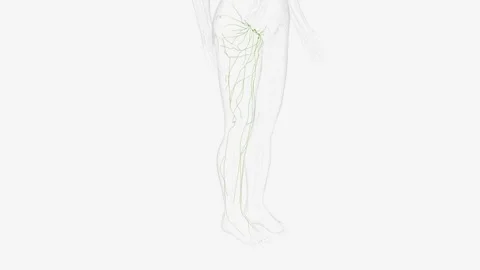 Superficial Iymphatics of right Iower limb Stock Footage 271031267