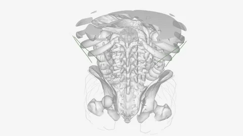 Superficial Iymphatics of thorax Stock Footage 271032451