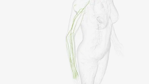 Superficial Iyrnphatics of right upper limb Stock Footage 271034518