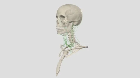 Superficial Lateral Cervical Lymph Vessels Stock Footage 252012970