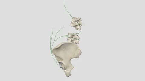Superficial Lymph Vessels of Abdominal Stock Footage 252002546