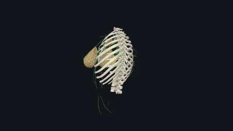 Superficial Lymph Vessels of Thoracic Wall Stock Footage 252009663
