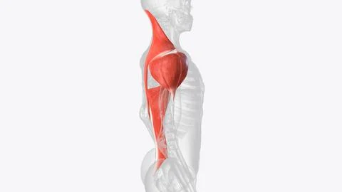 Superficial muscles of right shoulder Stock Illustration