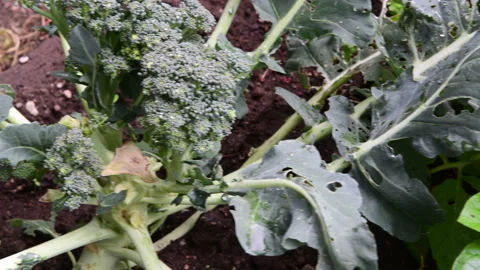 Superfood Broccoli Regrows Stock Footage 145834787