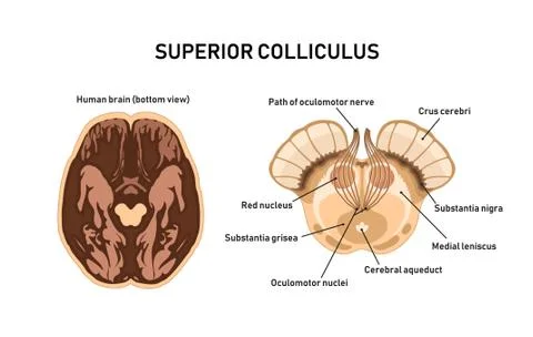 Superior Colliculus. Midbrain anatomy. Vector illustration Stock Illustration