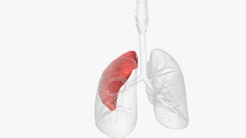 The superior lobe of the left lung is divided into five bronchopulmonary se.. Illustrazione stock