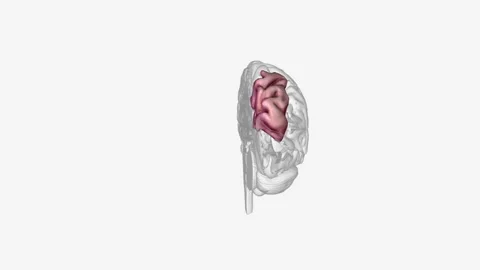 The superior parietal lobule is bounded in front by the upper part of the Video stock 271031399