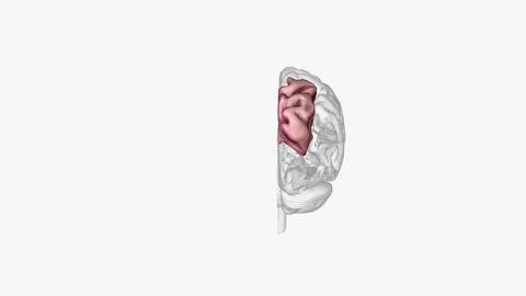 The superior parietal lobule is bounded in front by the upper part of the p.. Stock Illustration