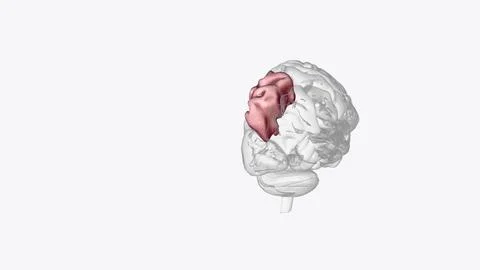 The superior parietal lobule is bounded in front by the upper part of the p.. Stock-Illustration