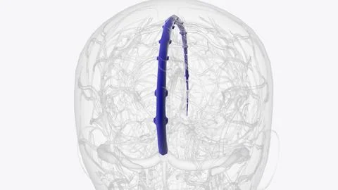 The superior sagittal sinus is one of several endothelial-lined spaces in the Stock Illustration