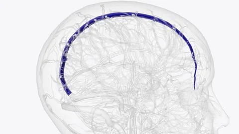 The superior sagittal sinus is one of several endothelial-lined spaces in the Stock Illustration