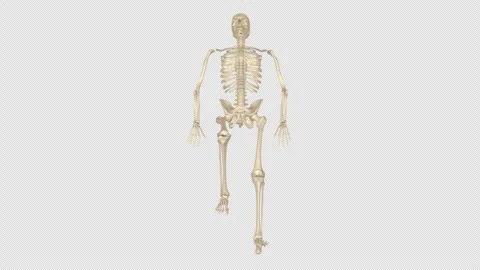 Superior Skeletal View Planar Framework Alpha 库存影片 337092761